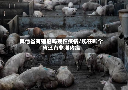 其他省有猪瘟吗现在疫情/现在哪个省还有非洲猪瘟-第1张图片