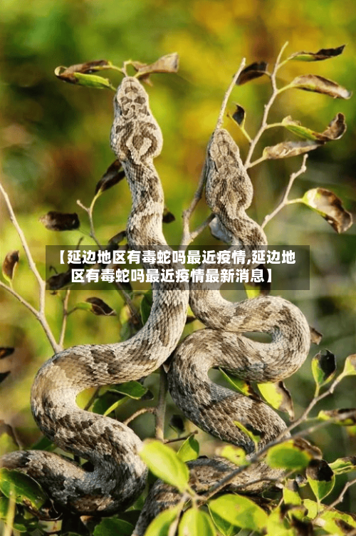 【延边地区有毒蛇吗最近疫情,延边地区有毒蛇吗最近疫情最新消息】-第1张图片